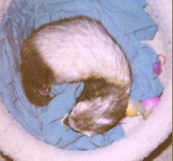 Taz sleeping in the cat bed he stole from Puffy!